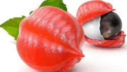 guarana